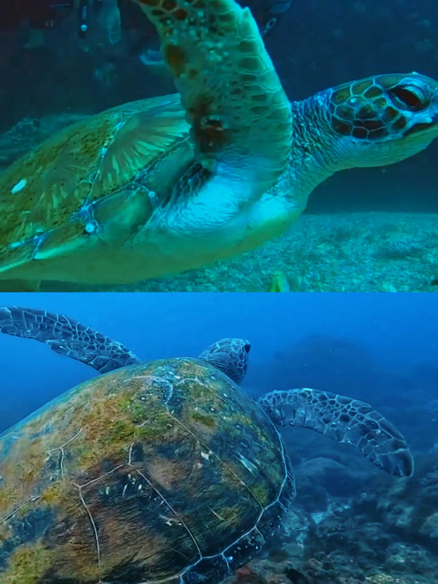 跟着我上天下海：黃金海岸潛水
