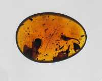 玉碗盛光——珍稀琥珀展