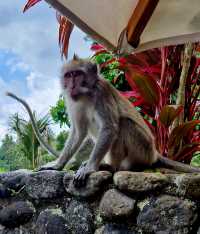 巴厘島秘密花園：阿麗拉烏布 Alila Ubud   酒店：阿麗拉烏布 Alila Ubud 