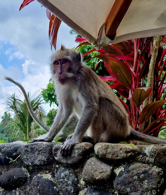 巴厘島秘密花園：阿麗拉烏布 Alila Ubud   酒店：阿麗拉烏布 Alila Ubud 