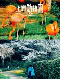 東京上野動物園景點攻略 🐾來東京怎麼能錯過這裡！