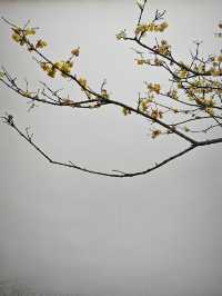 曲園-曲徑通幽處拍照打卡攻略