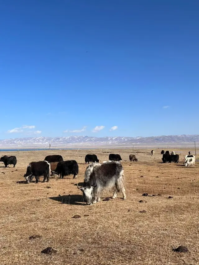 4-Day Lhasa-Nagqu-Golmud Itinerary