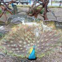 "你絕對沒想到，清遠長隆動物園竟然藏着這些秘密！"