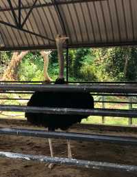 漫步納閩飛禽公園｜聆聽鳥兒的自然樂章