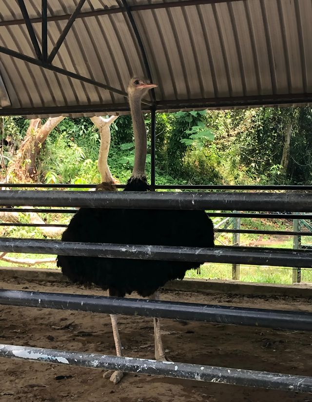 漫步納閩飛禽公園｜聆聽鳥兒的自然樂章