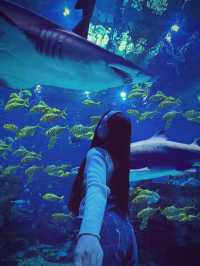 啊啊啊啊啊啊我點解依家先嚟鄭州海昌海洋公園啊