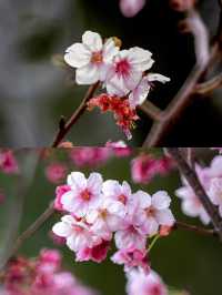 深圳賞櫻一日遊‖打卡避坑攻略