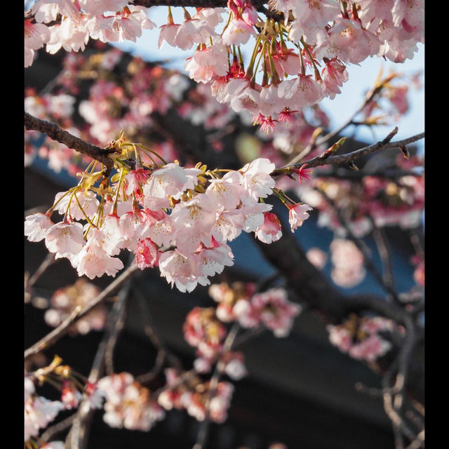 被日本福岡這場限定光影秀美哭😭 宮地嶽神社