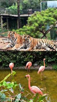 去動物園一定要這樣拍！