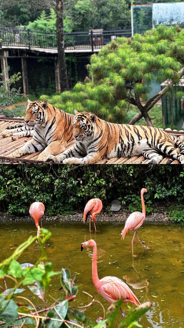 去動物園一定要這樣拍！