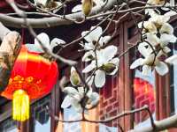 上海市花——白玉蘭