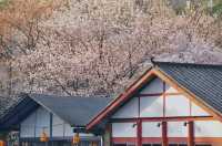 長沙春日櫻語,望月拾夢