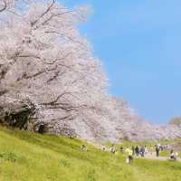 🌸京都岚山 | 坐電車追櫻去啦🌸