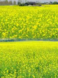 注意重慶廣陽島千畝油菜花即將盛開…