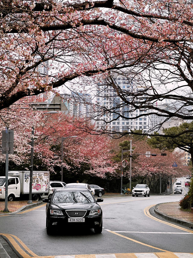 🌸釜山的浪漫警報！櫻花全開啦