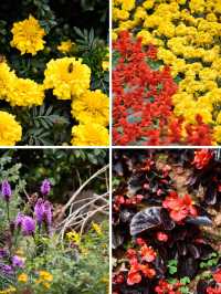 仙岳公園踏青攻略！週末帶上小夥伴一起賞花