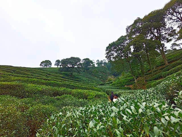 去梅家塢喝茶賞花吧