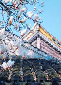 向你保證，不只是蘇州平替那麼簡單 還免費