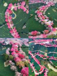 福建龍岩櫻花茶園賞花遊攻略