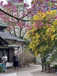 蔵前神社巡り⛩️｜東京のパリミモザ？