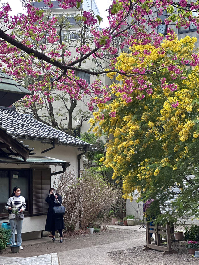 蔵前神社巡り⛩️｜東京のパリミモザ？