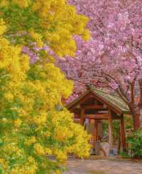 蔵前神社⛩️：春のミモザと桜の共演！