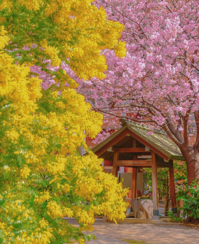 蔵前神社⛩️：春のミモザと桜の共演！