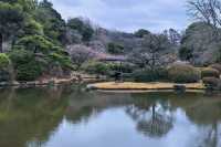小石川植物園探秘｜未綻放，邂逅東京隱秘花園