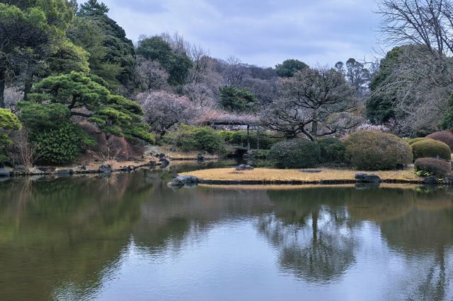 小石川植物園探秘｜未綻放，邂逅東京隱秘花園