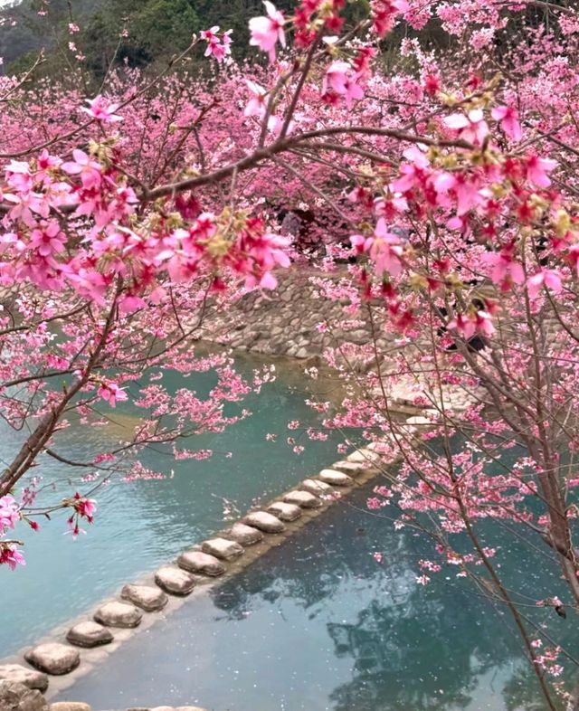 溫州櫻花園藏著的櫻花仙境等你發現