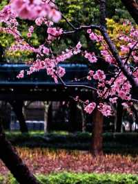 雨中的花兒，為初春的徐匯公園增添了幾分溫馨。
