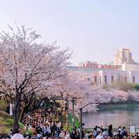 🌸首爾賞櫻寶地大公開❗️