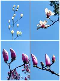 上海世紀公園，玉蘭花競相綻放