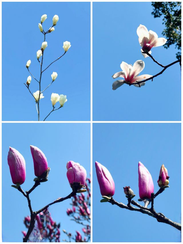 上海世紀公園，玉蘭花競相綻放