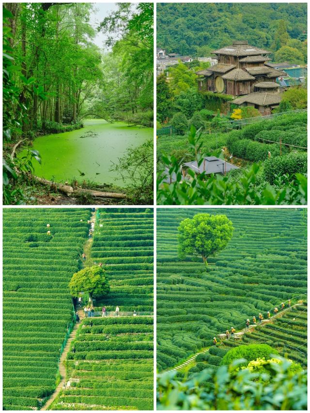 峽谷×茶山｜北國江南暴走地圖