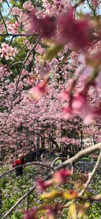 星期三逛三園，逛什麼園，櫻花園