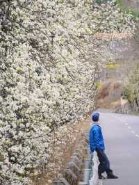 金川3.18實拍預測這裡即將成為春日旅行天花板
