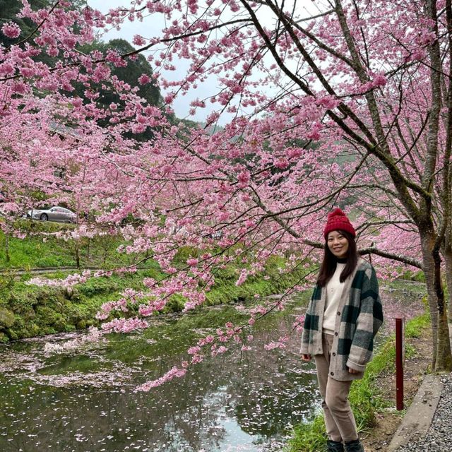 莫負春光！抓住櫻花季的小尾巴🌸