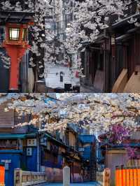 Complete Guide to Cherry Blossom Viewing in Kansai, Japan 🌸