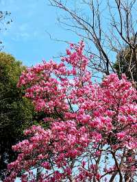 花為媒，南浦大橋你就「娶」咗佢啦！