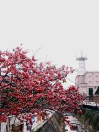 與儀公園，櫻映琉球風情