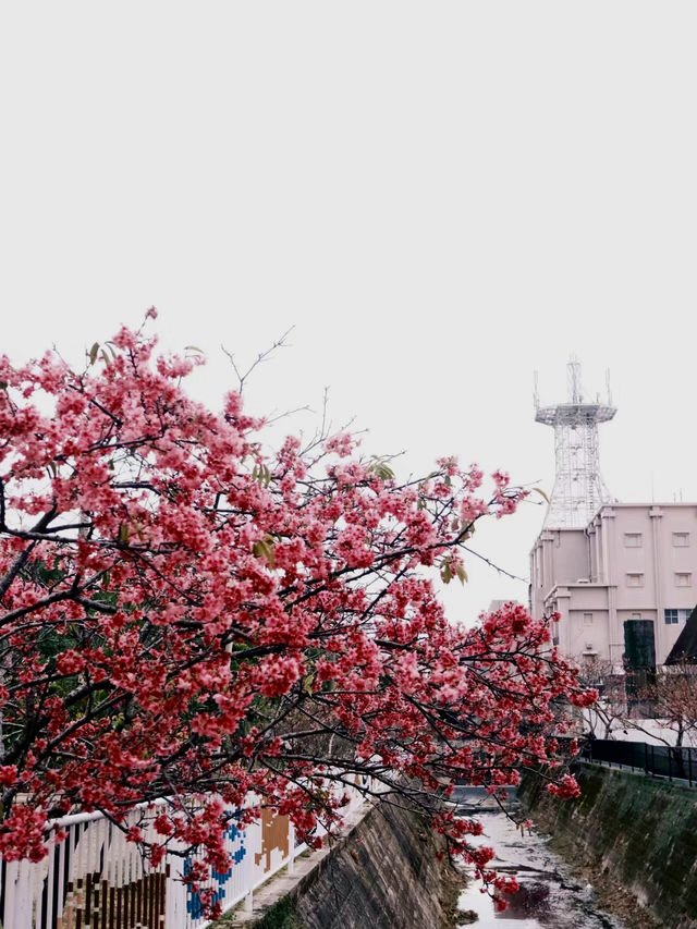 與儀公園，櫻映琉球風情
