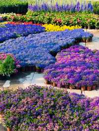 🌼深圳筆架山公園花海，美到失語！