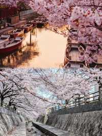 日本福岡太宰府天滿宮和觀世音寺的風光