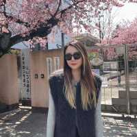 3.26京都櫻花🌸即時直擊