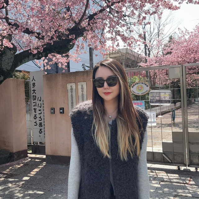 3.26京都櫻花🌸即時直擊