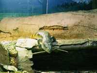 Zimalin Zoo: Rare Species and Wildlife Paradise