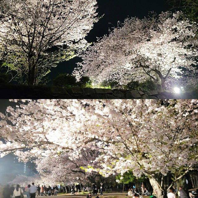 🌸福岡遊之舞鶴公園賞櫻🌸 