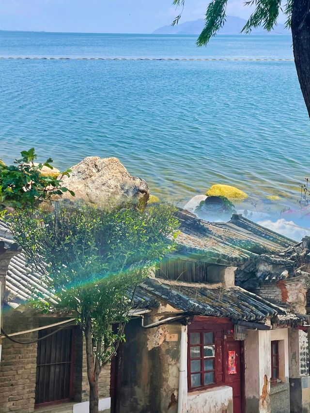 四月昆明限定|走進宮崎駿動漫裡的藍花楹世界